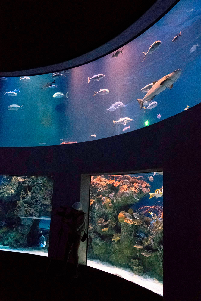 Members of the media were invited Sept. 15 to preview Wonders of Wildlife National Museum and Aquarium. Pictured here are photos from the Great Oceans Hall. The centerpiece is a two-story, circular tank that allows visitors to stand in the middle and watch deep-ocean saltwater fish travel around. The lights are kept low so the tank, with over 100,000 gallons and living coral reefs, can shine bright. 