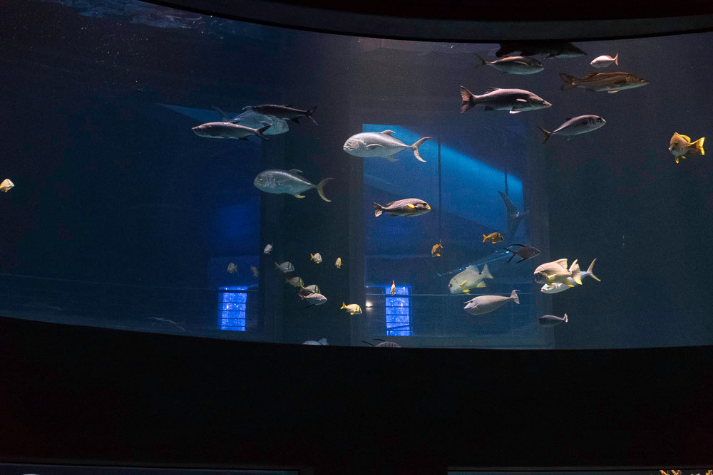Members of the media were invited Sept. 15 to preview Wonders of Wildlife National Museum and Aquarium. Pictured here are photos from the Great Oceans Hall. The centerpiece is a two-story, circular tank that allows visitors to stand in the middle and watch deep-ocean saltwater fish travel around. The lights are kept low so the tank, with over 100,000 gallons and living coral reefs, can shine bright. 