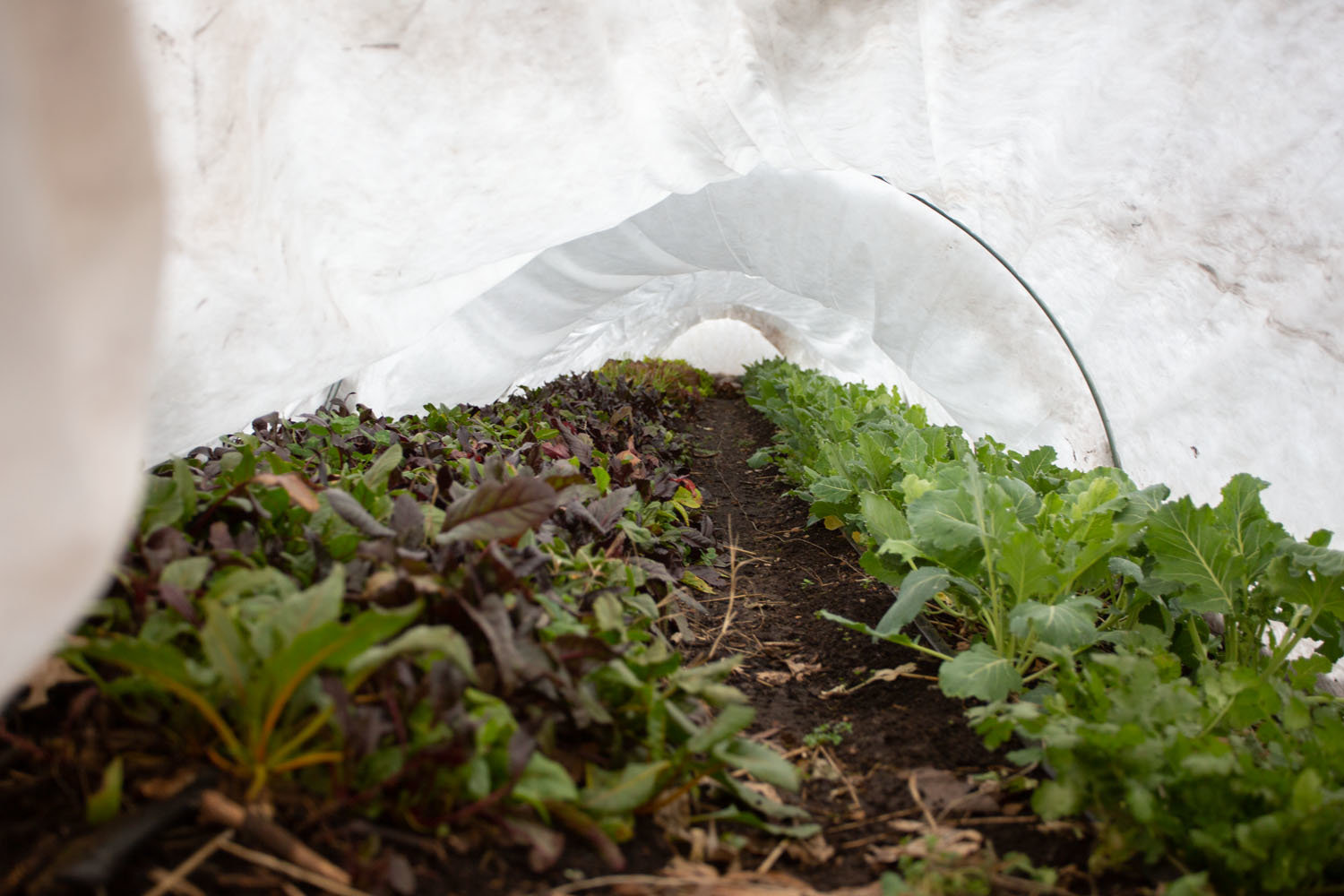 Under cover of a hoop house, produce grows in The Fairbanks’ garden area maintained by Springfield Community Gardens.