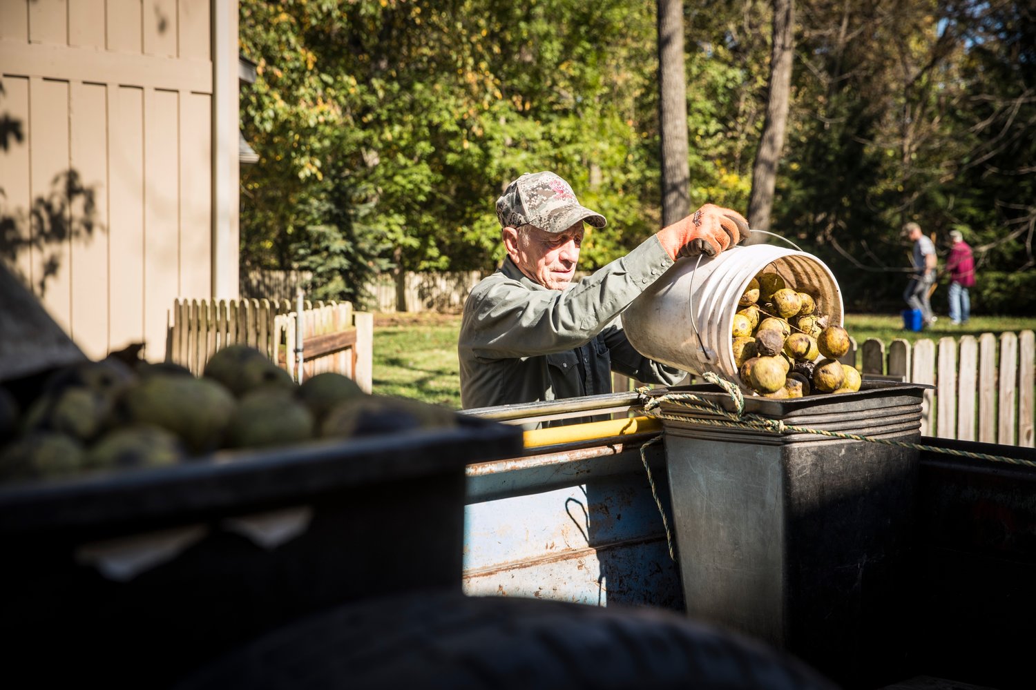 Independent operators harvest black walnuts and sell them to Hammons Products Co.
