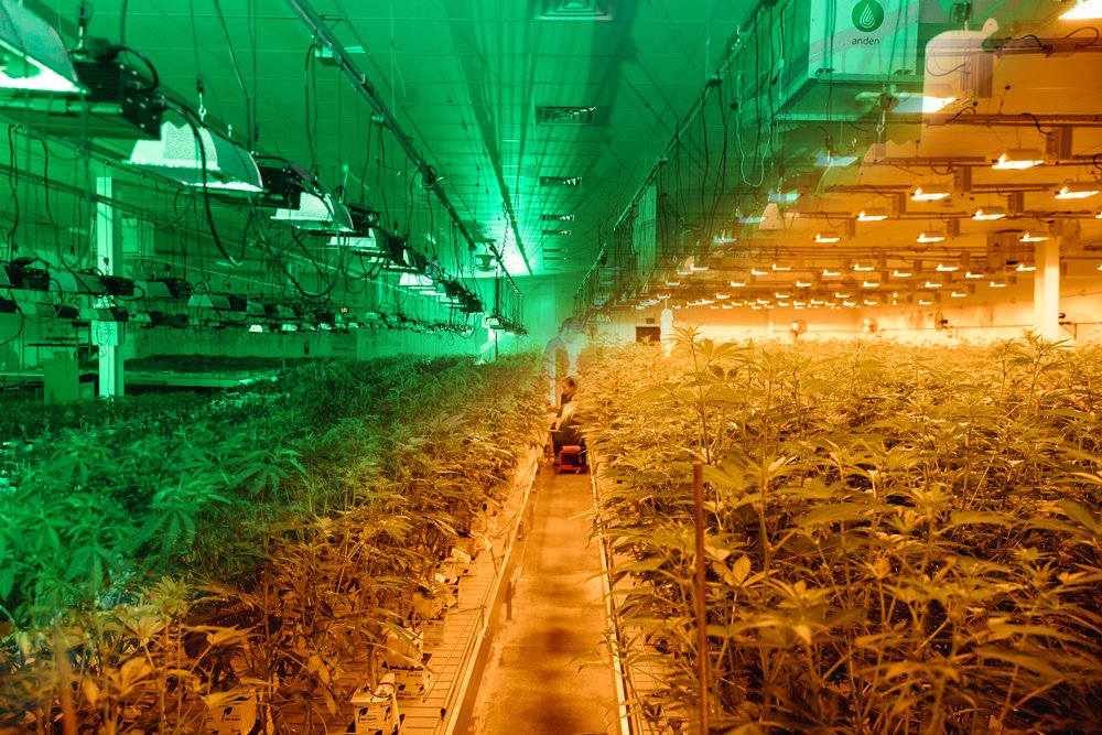 At left, young cannabis plants grow in a greenhouse for over a month before being transferred to a flower room, at right, where they grow to maturity under 1,000-watt lights for 12 hours a day for several weeks.