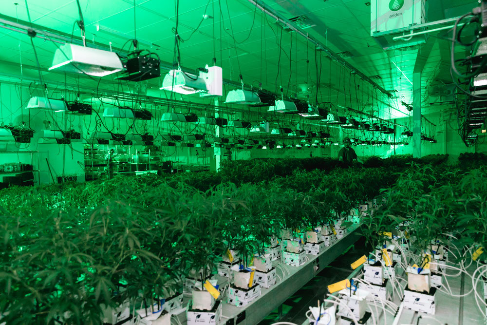 UNDER OBSERVATION: Flora Farms employees observe and care for young plants early in the cannabis growing process.