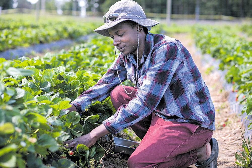 Michael Muriuki, who hails from Kenya, is a full-time worker at a local berry farm.